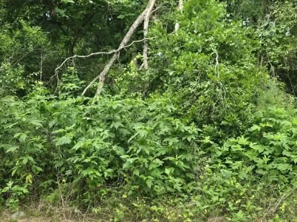 Sellars St, Daingerfield, TX 75638