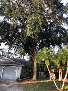 3103 Phlox Dr #190, Palm Harbor, FL, 34684