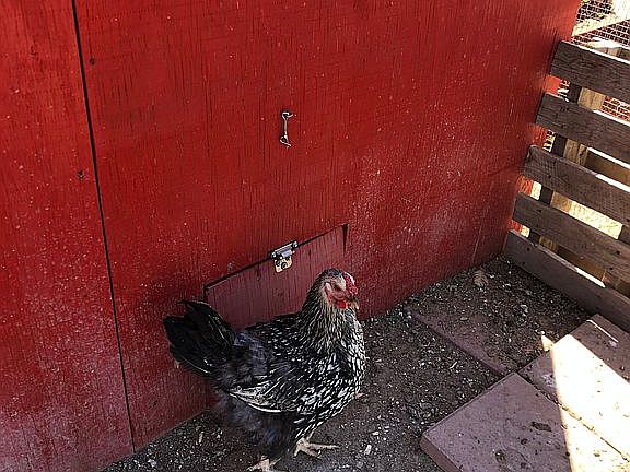 Chicken coop