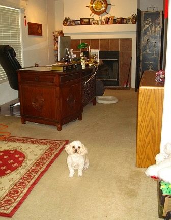 Lucky Pet is Welcome