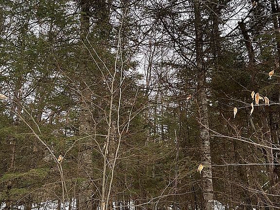 5th image of 716 Cemetary Rd