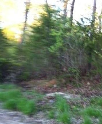 2nd image of 1118 Cricket Hollow Ct