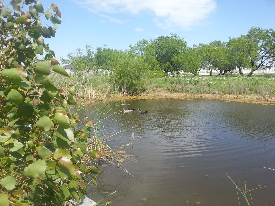 View of pond up close