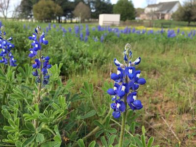 15601 Yellow Bird Rd, Hockley, TX, 77447