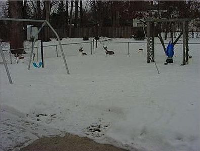 4th image of 217 Gross St