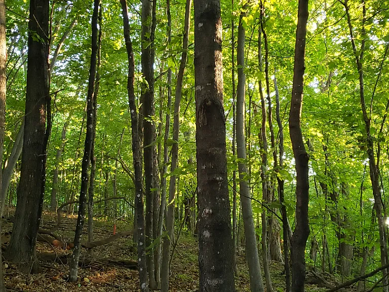 View of the nature