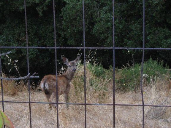 Wildlife behind the fence
