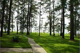 Path to the Lake