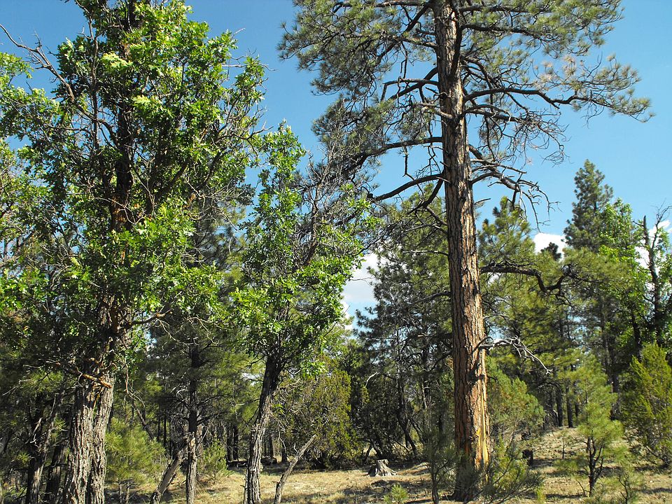 1st image of 4489 Twin Oaks Loop