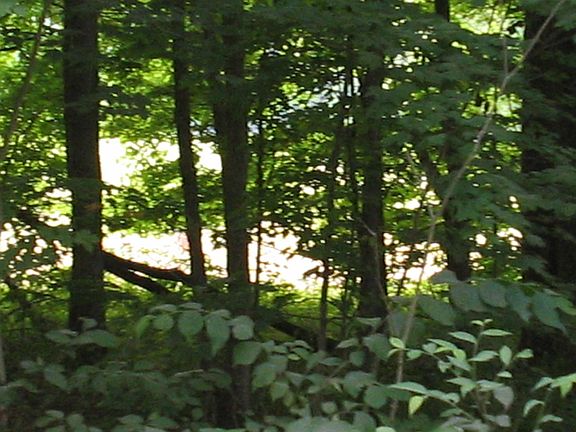 Pine Grove