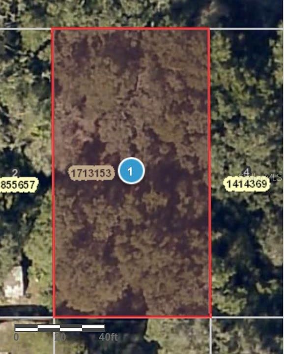1st image of Illicium Ln