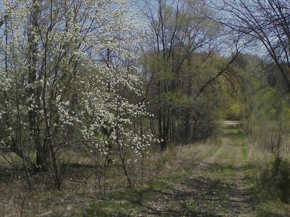 Springtime in Dassel!