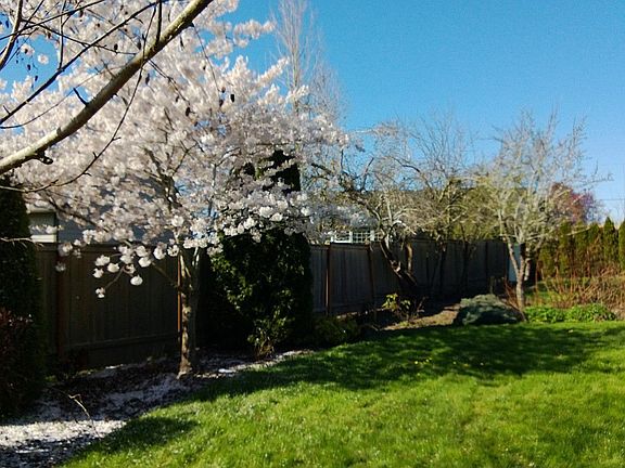 Back yard