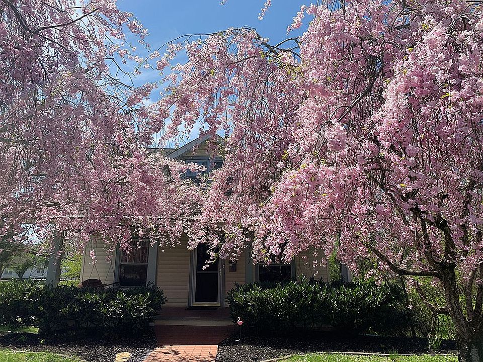 Cherry blossoms