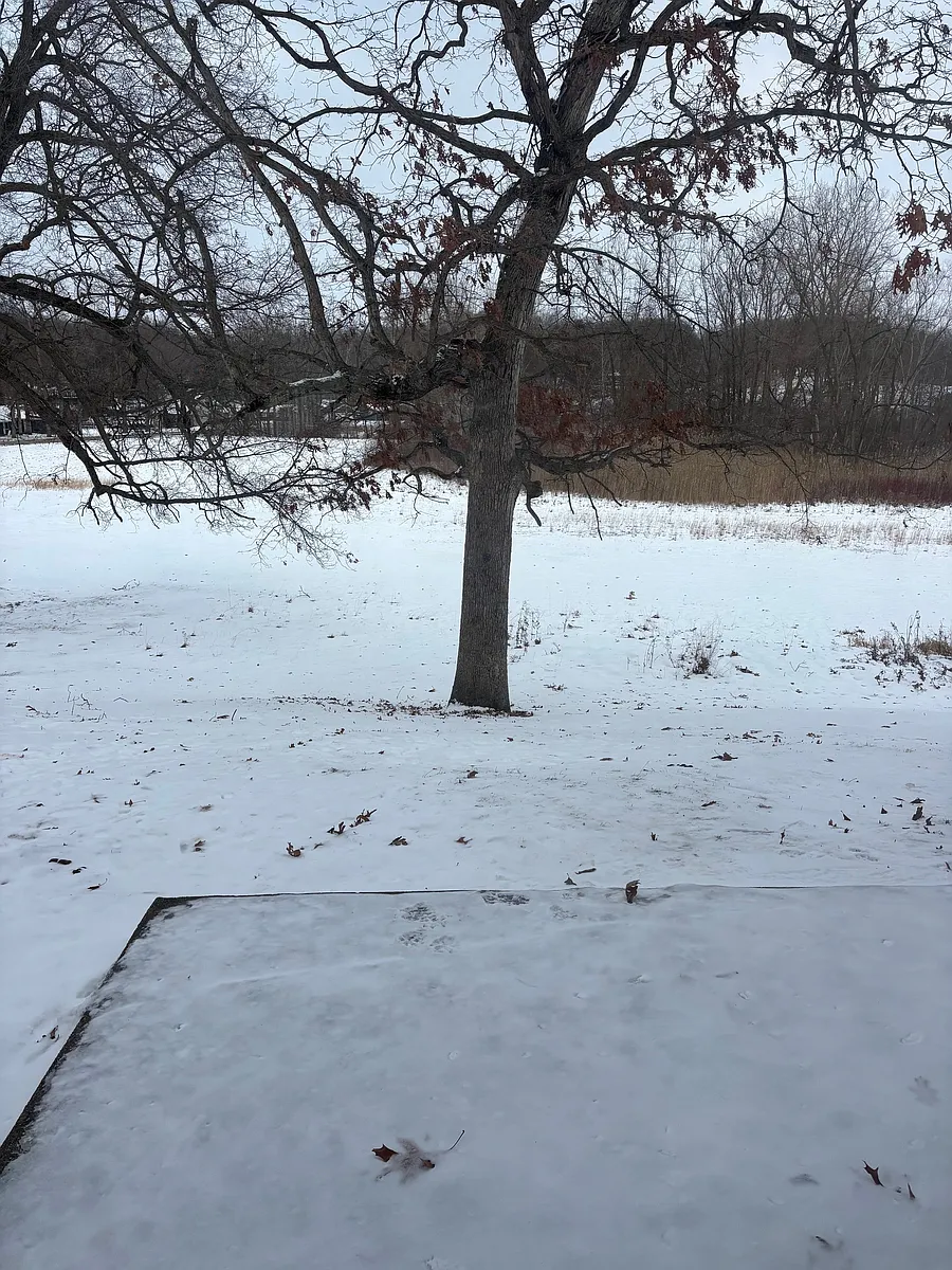 back yard - 75 Lane #265