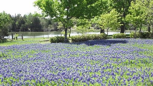 Bluebonnet Fields!