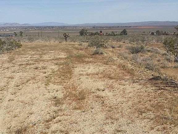 Joshua Tree in middle of lot