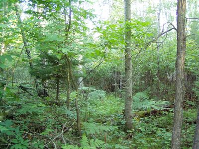 B-1 Falling Leaf Trl Lot 3, Park Rapids, MN, 56470
