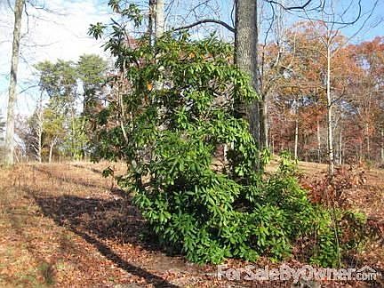 This Rhododendron was loaded in spring!