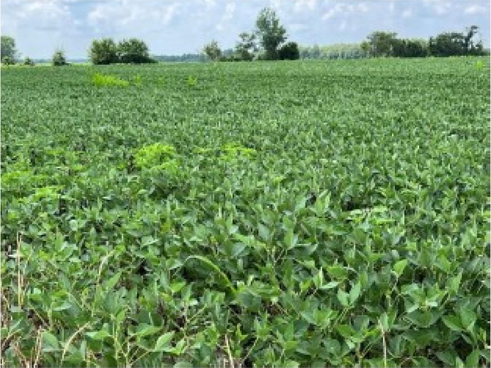 2nd image of 1st Rd