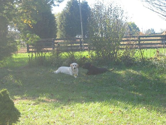 two pastures