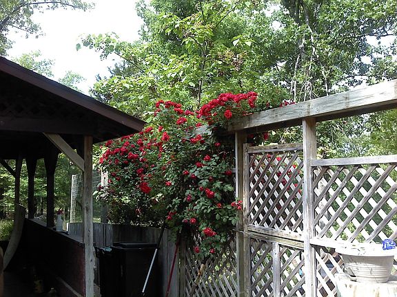 rose bush by entrance gate