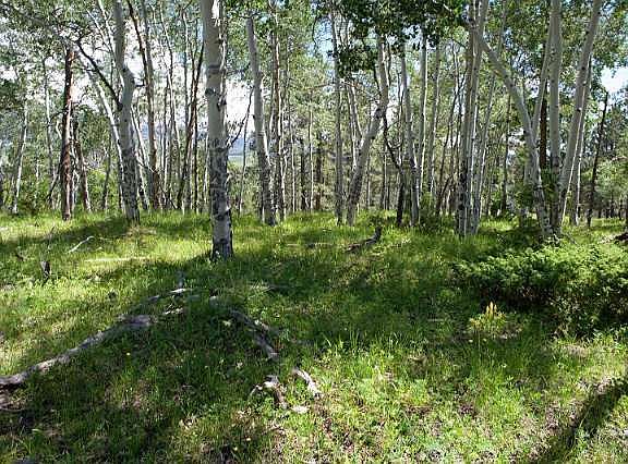 4th image of PARCEL Sky Mountain Ranch Rd