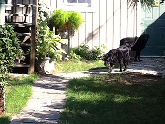 Fenced in Yard 