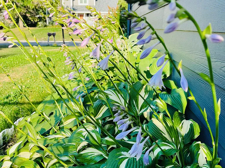 Full Coverage of hosta along the garage wall (north side).