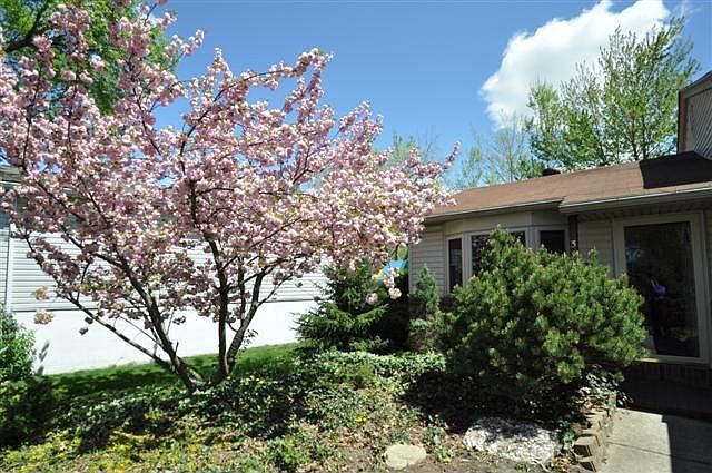 The trees are starting to bloom