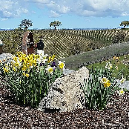 Naturalized daffodils.