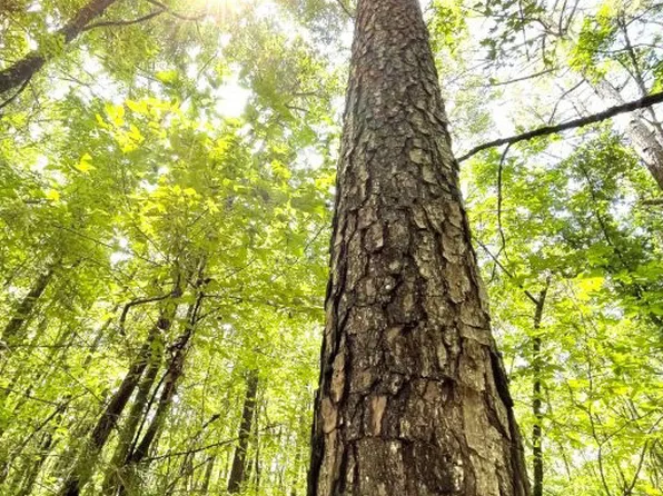 0 State Highway 22, Rayle, GA 30660