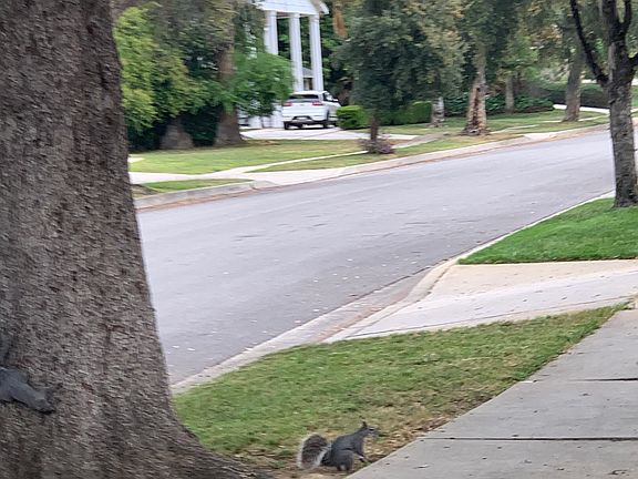 Little squirrel in the front yard