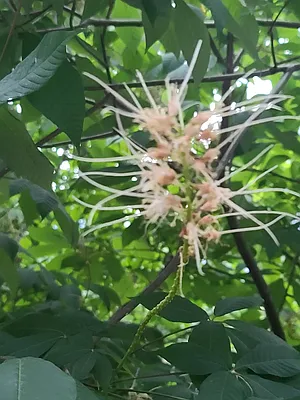 Rented by Brooklyn Heights Real Estate Inc | media 2