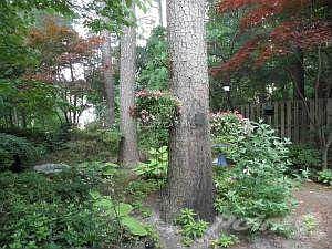 BACKYARD GLORY