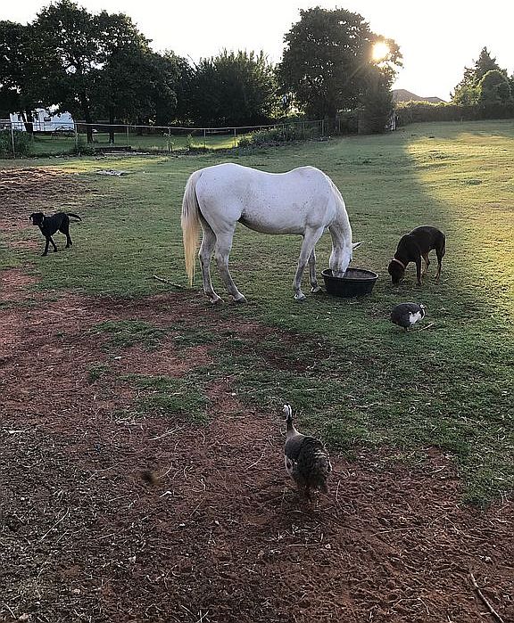Large fenced yard!
