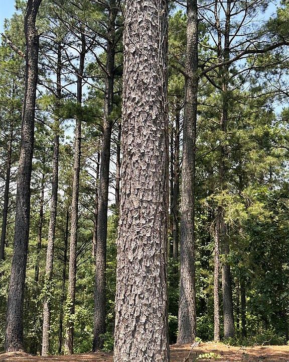 2nd image of 202 Crooked Cedar Trail