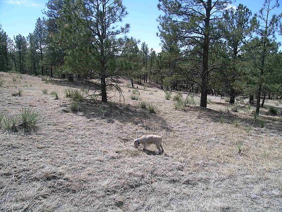 3rd image of 40909 Topaz Dr
