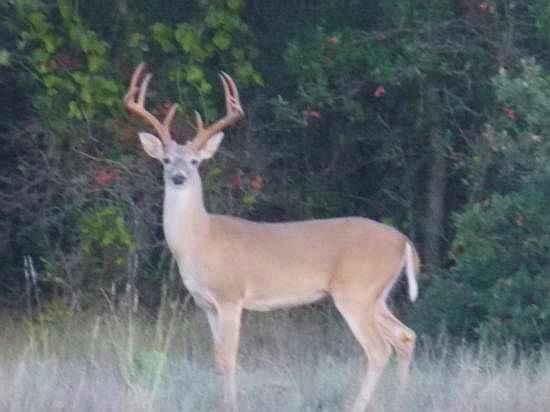 1st image of 260 County Road 317