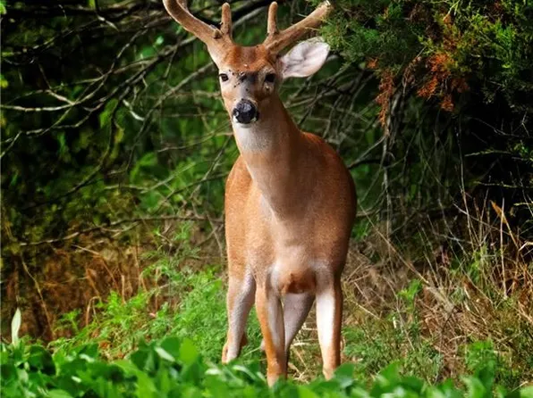 SW County Road 13007, Hume, MO 64752