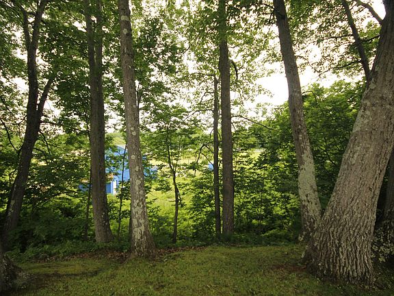 Back photo of the trees and overlooking the playground.