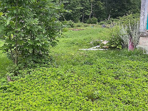 Back yard