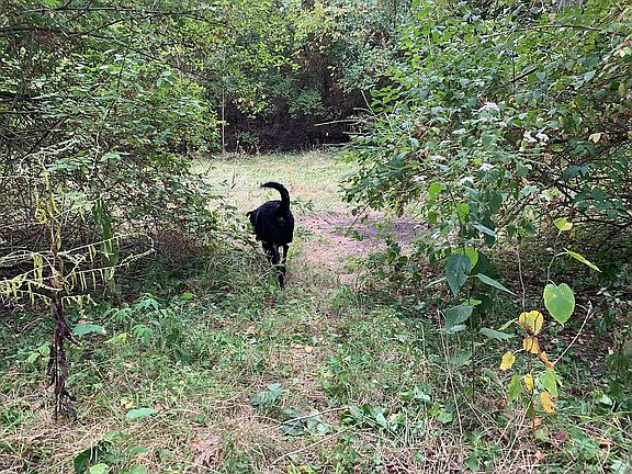 Backyard heaven for dogs