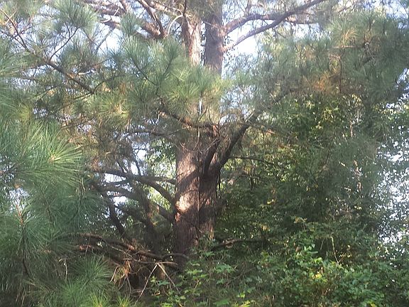 2nd image of 132 Acres On Cr #780