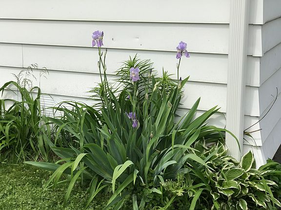 Iris, Peonies, Lillies..