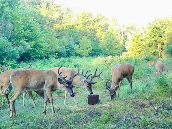 000 Tbd Mcbride Road, Protem, MO 65733