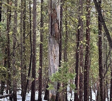 2nd image of LOT 54 Porpoise Ln