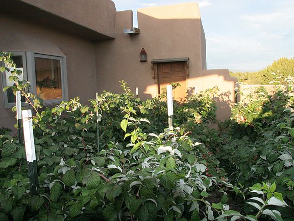 Raspberry garden