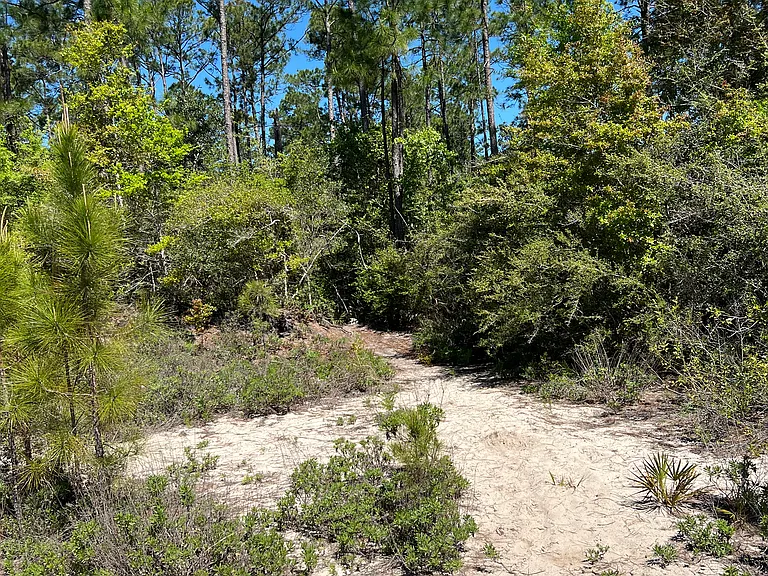 Walking trail in the forest in Manchester subdivision