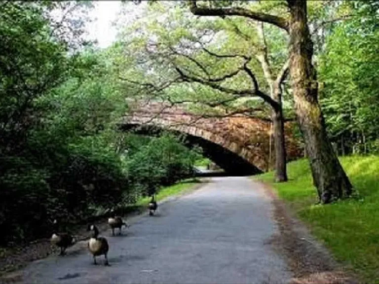 Park Dr — Photo 8